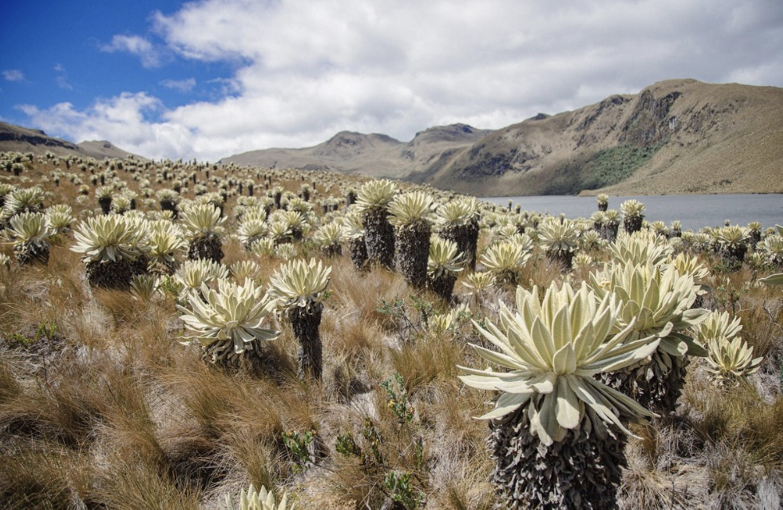 Páramo with frailejones beside a high Andean lake in Colombia